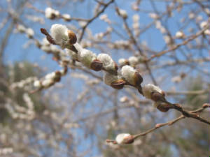Fast Tree Direct - Pussy Willow Branch