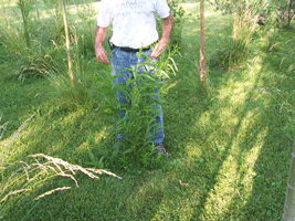 Fast Tree Direct - Austree Spring Planting Growth