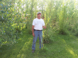 Fast Tree Direct - Austrees at One Year