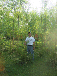 Fast Tree Direct - Austrees at Two Years