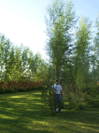 Fast Trees