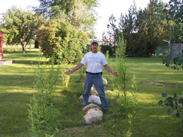 Fast Tree Direct - Corkscrew Willows at One Year