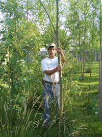 Fast Tree Direct - Austrees Grow Quickly!
