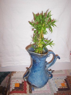 Fast Tree Direct - Austree soaked and rooted.