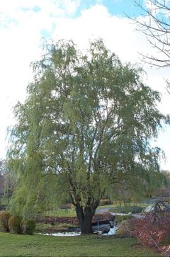 Click to Shop Online for Corkscrew Willows