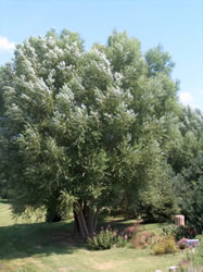 Austree Willow Hybrid - Click to Shop Online